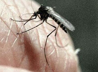 寨卡病毒到底有多大的危害 有什么症状?