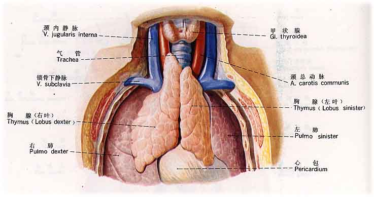 内分泌系统解剖图